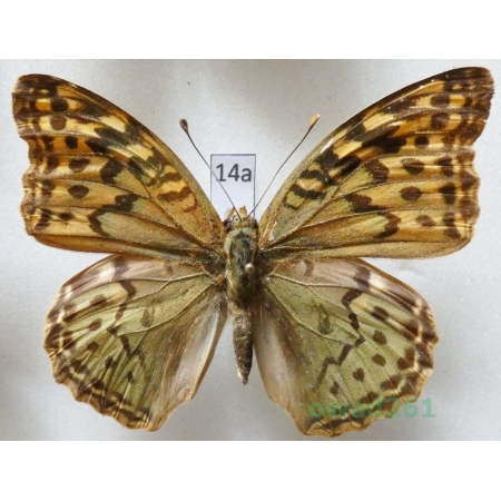 Argynnis pandora (Denis & Schiffermüller, 1775)  Bulgaria14a